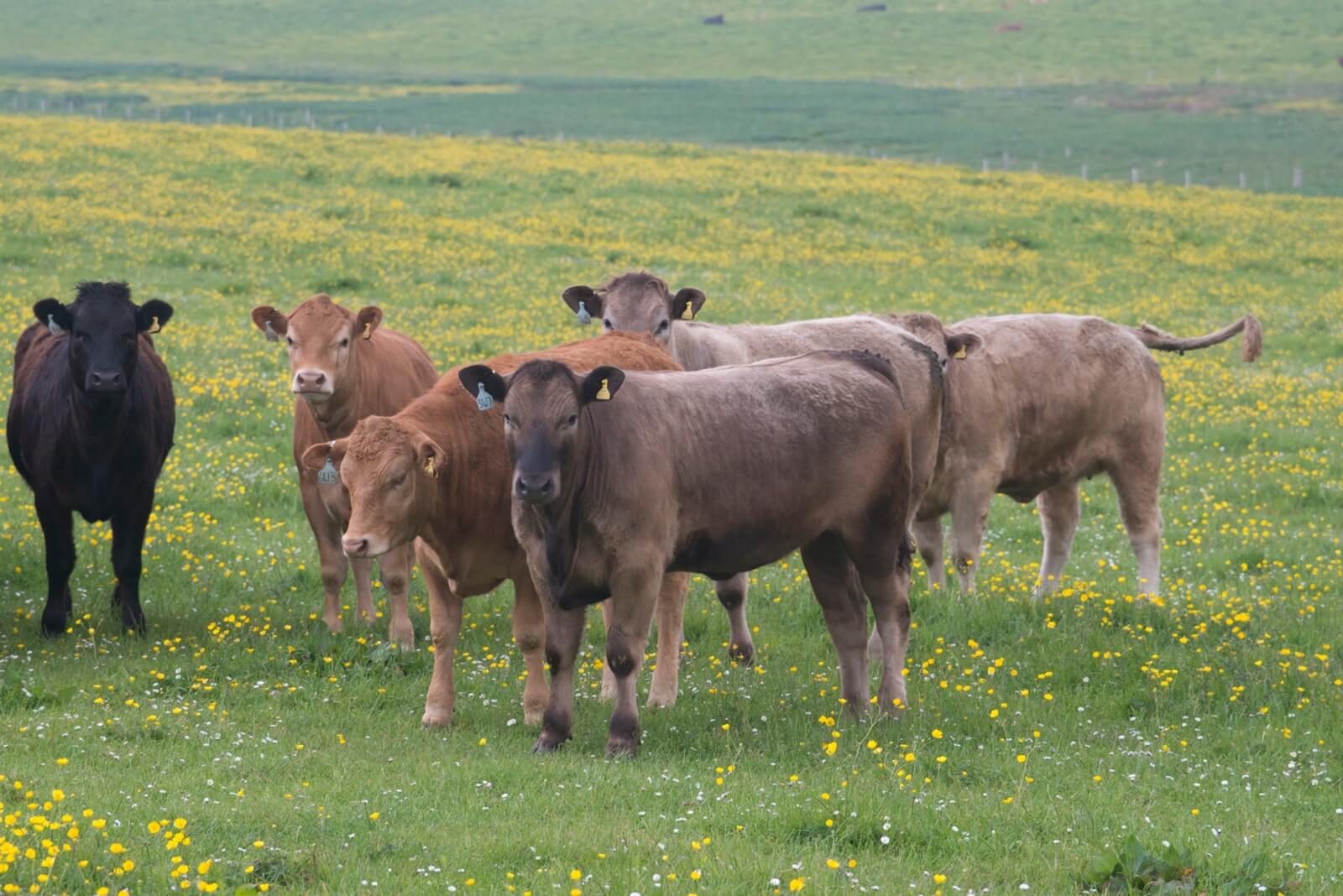 Cattle - Photo by Charles Tait
