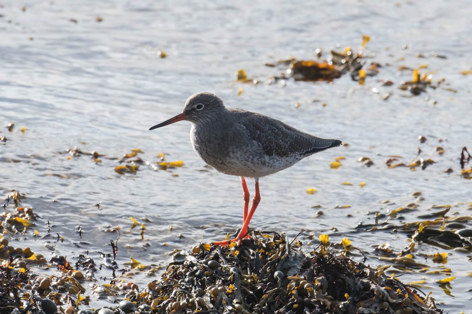 Redshank at Scapa - photo by Charles Tait