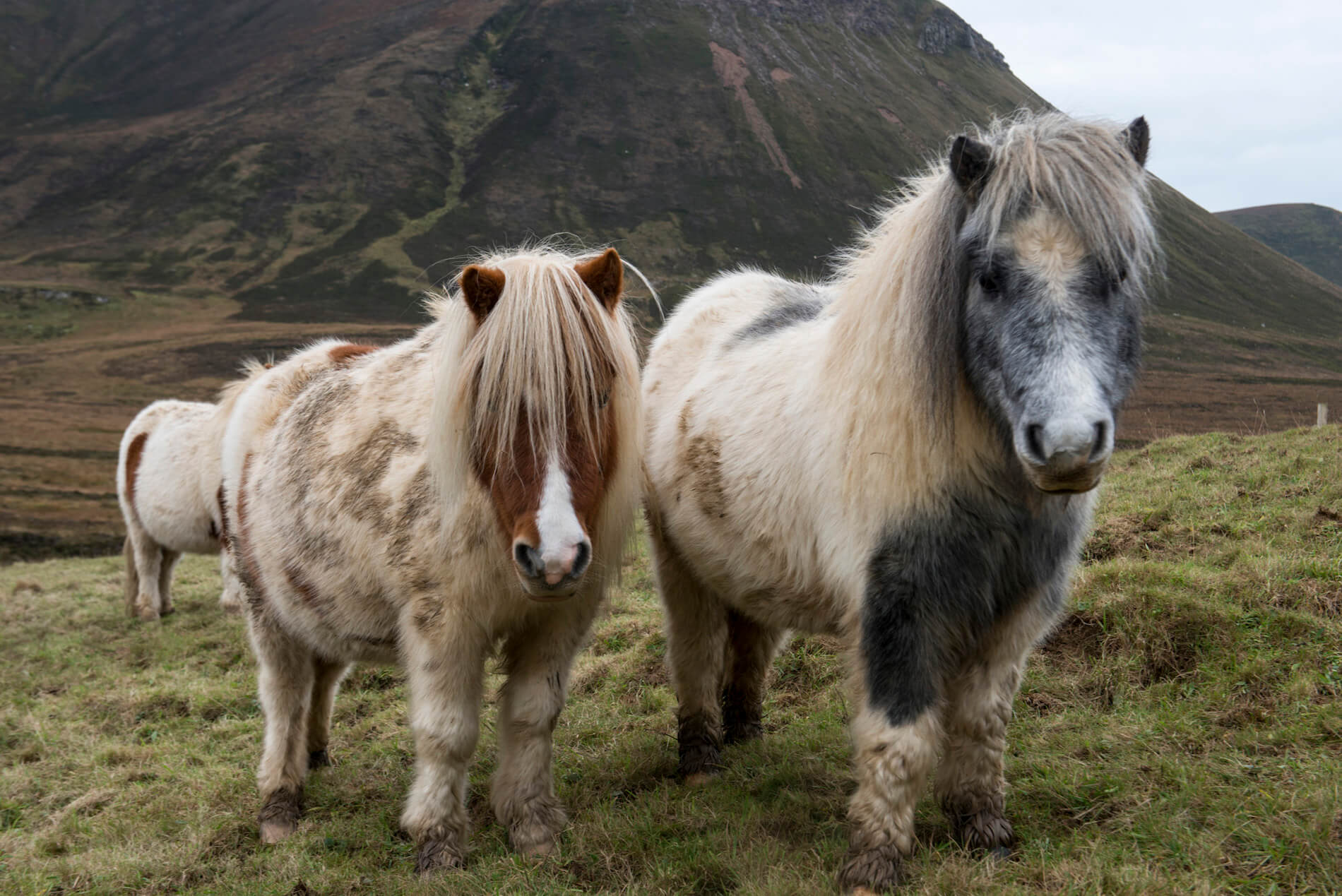 Shetland Ponies On Hoy1